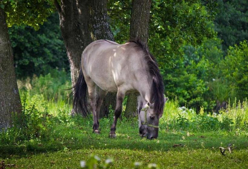 Отель Ośrodek Wypoczynkowy Kozioł