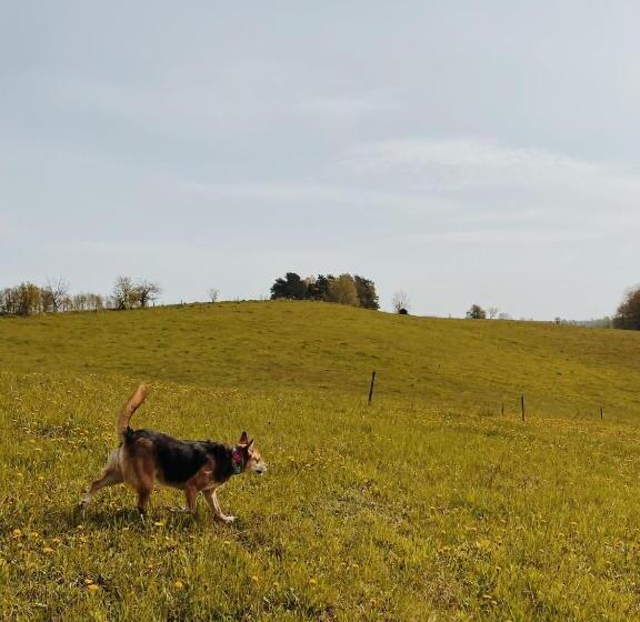 پانسیون Babie Lato