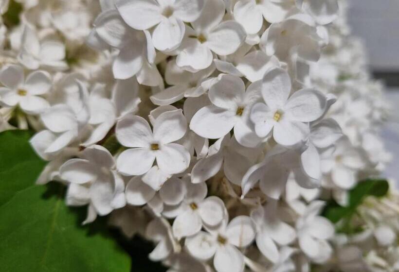 פנסיון Przystanek Podgórze