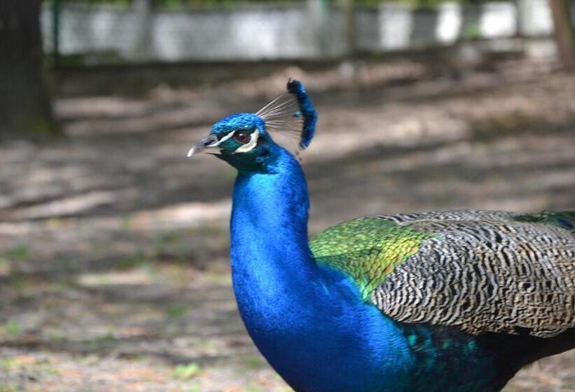 אתר נופש Jodełka