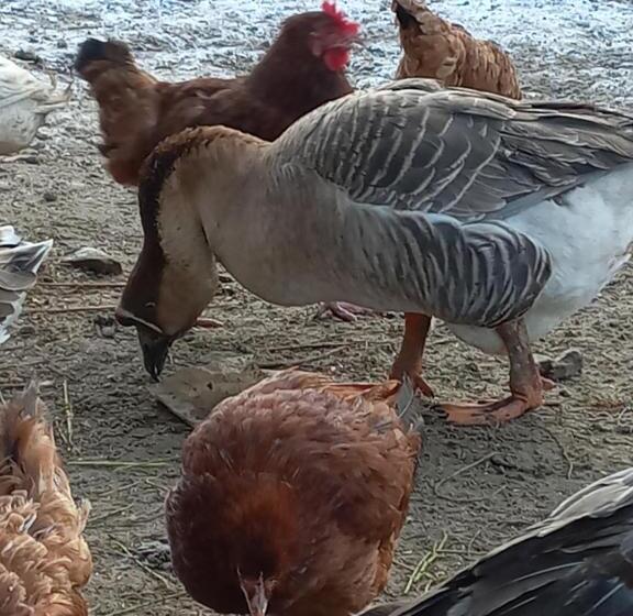 Bed and Breakfast Agroturystyka Cold Sea