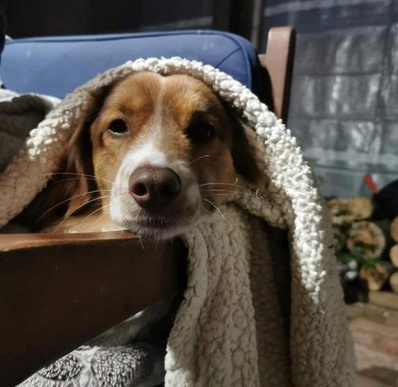 ベッドアンドブレックファースト Satnatorium