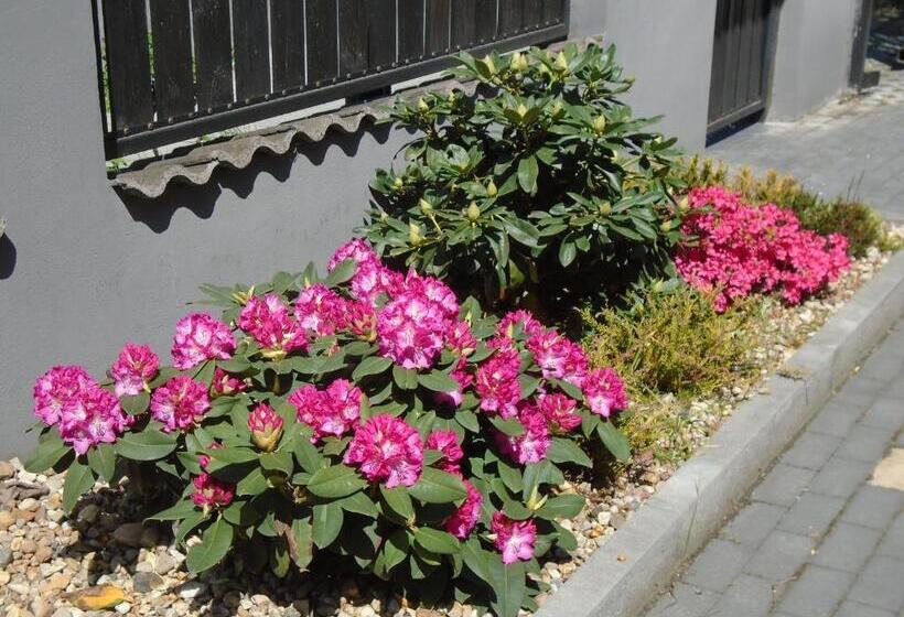 تختخواب و صبحانه Villa Art Korab