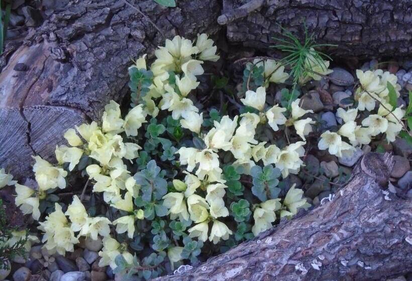 مبيت وإفطار Villa Art Korab