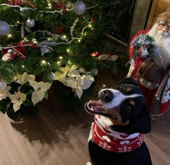 تختخواب و صبحانه Willa Karkonoska