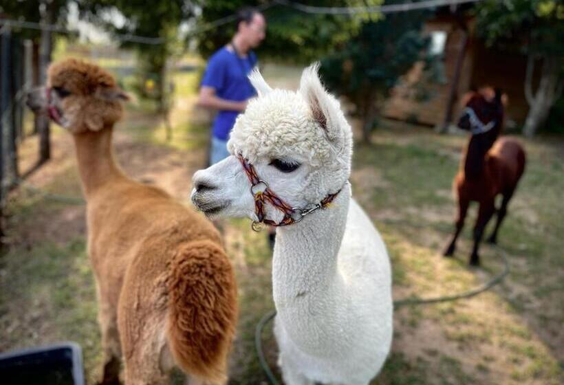 هتل Agroturystyka Z Alpakami Mazury