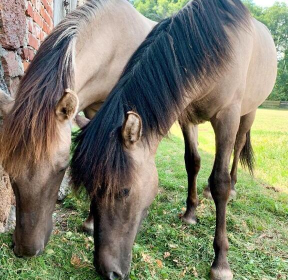 فندق Agroturystyka Sielanka