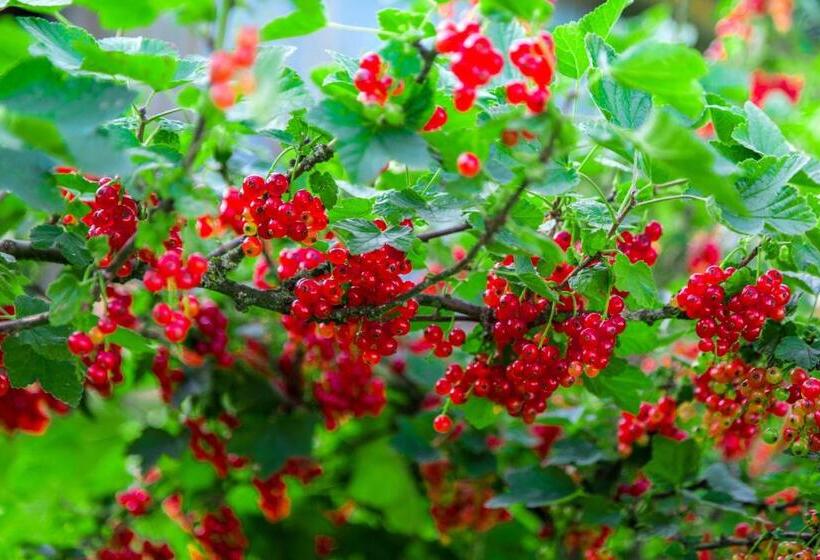 בית מלון כפרי Agroturystyka Sikorki