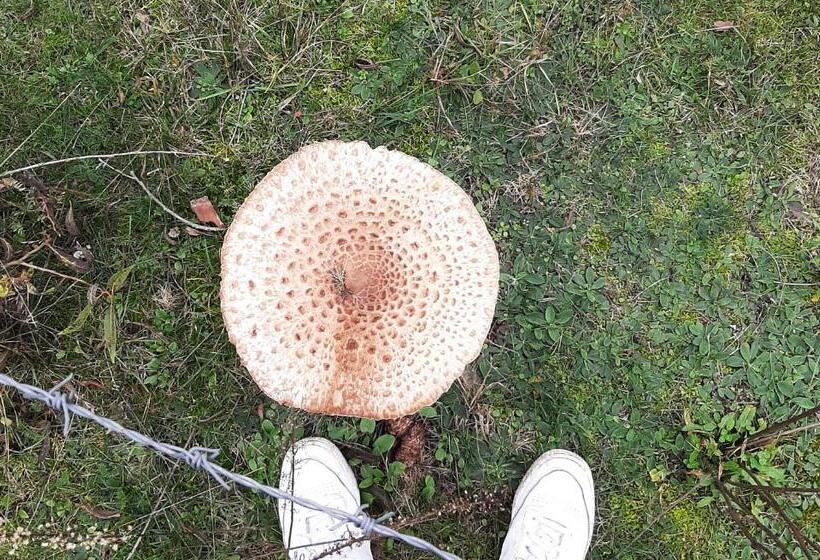 ホテル Agroturystyka żubr