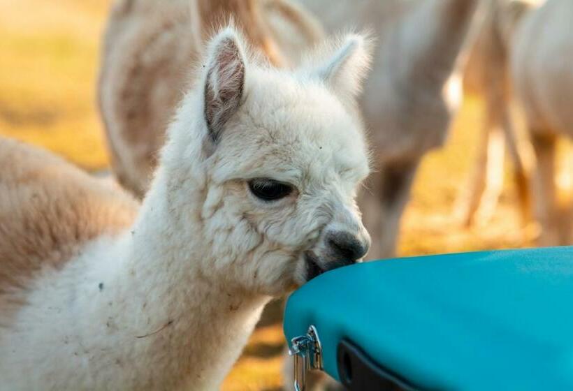 هتل Alpaka Ranczo Aff