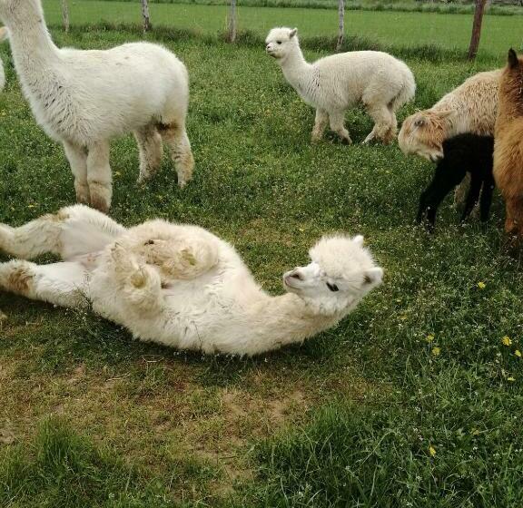 هتل Alpaka Ranczo Aff