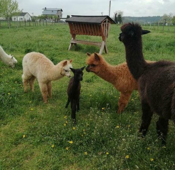 هتل Alpaka Ranczo Aff