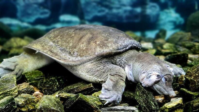 酒店 Jurajskie Manowce