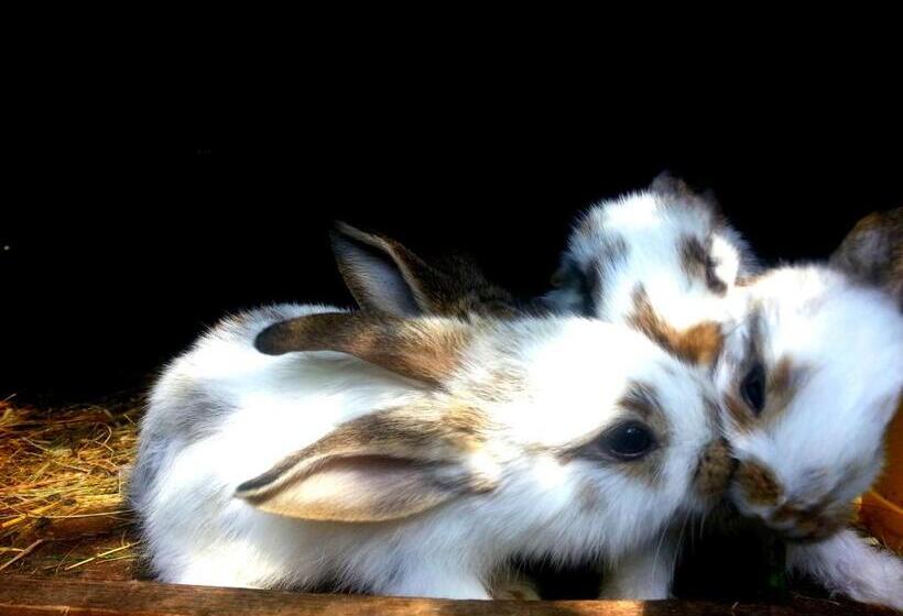 Пансион Apartamenty I Pokoje Aneta