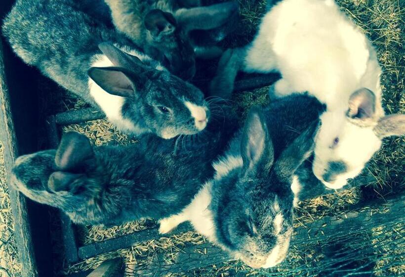 Пансион Apartamenty I Pokoje Aneta