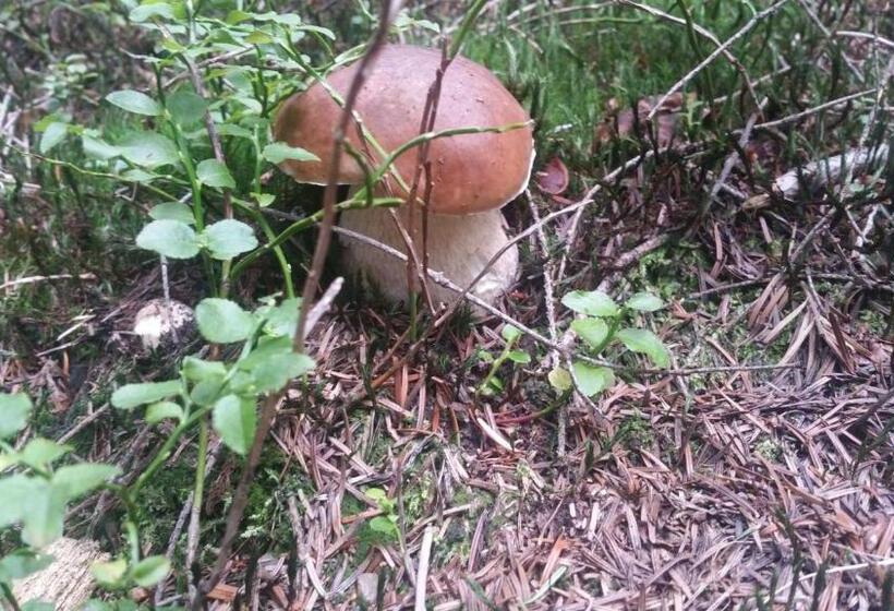 膳宿费 Willa Szarotka