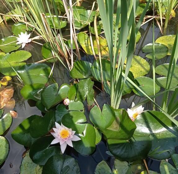 אתר נופש Ośrodek Wczasowy Wczasy Pod Gruszą