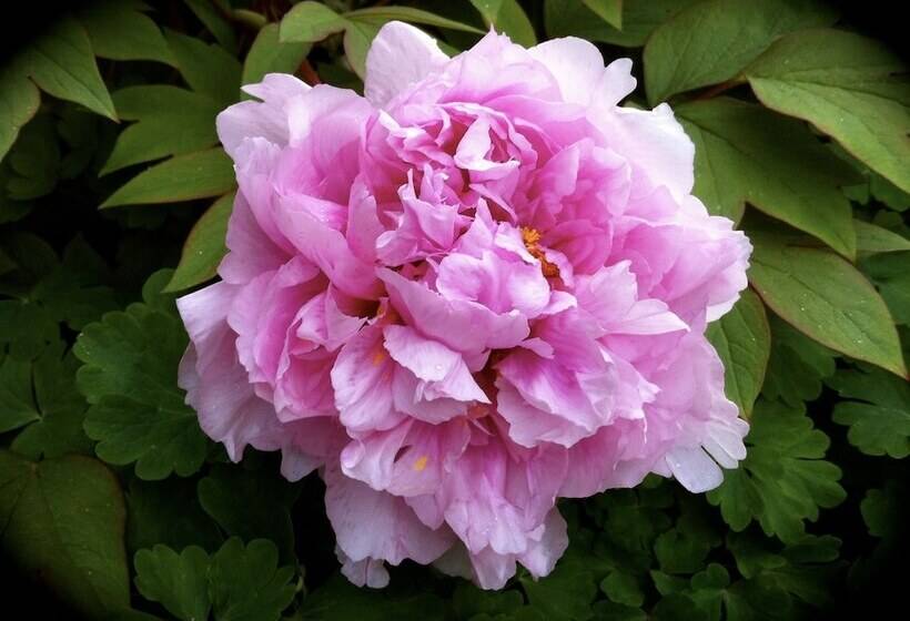 مبيت وإفطار Cambridge House