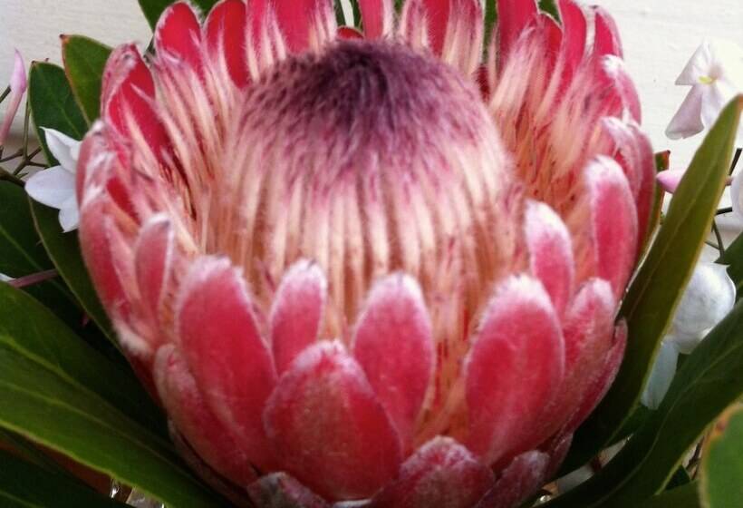 مبيت وإفطار Cambridge House