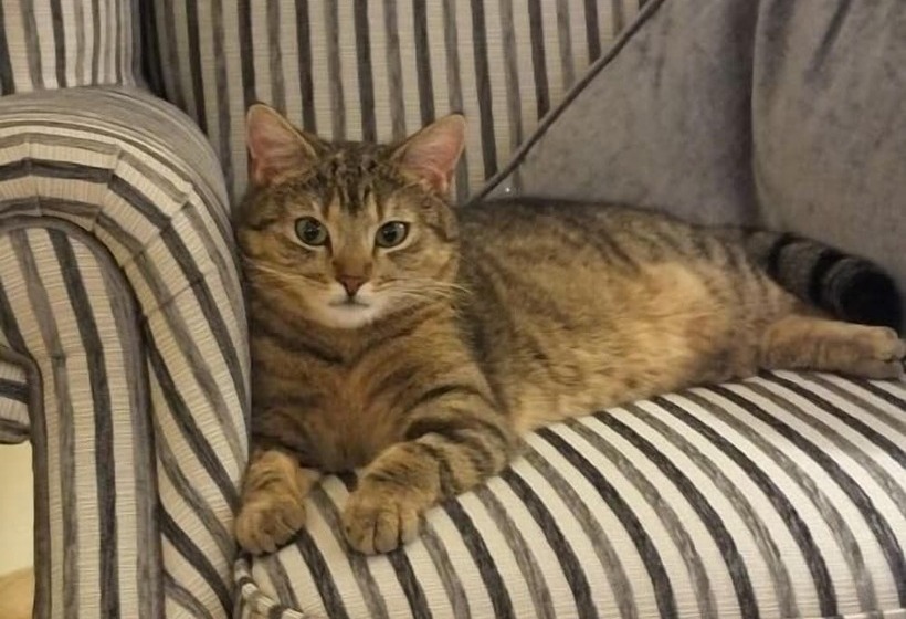 Bed and Breakfast Crowfield Country House