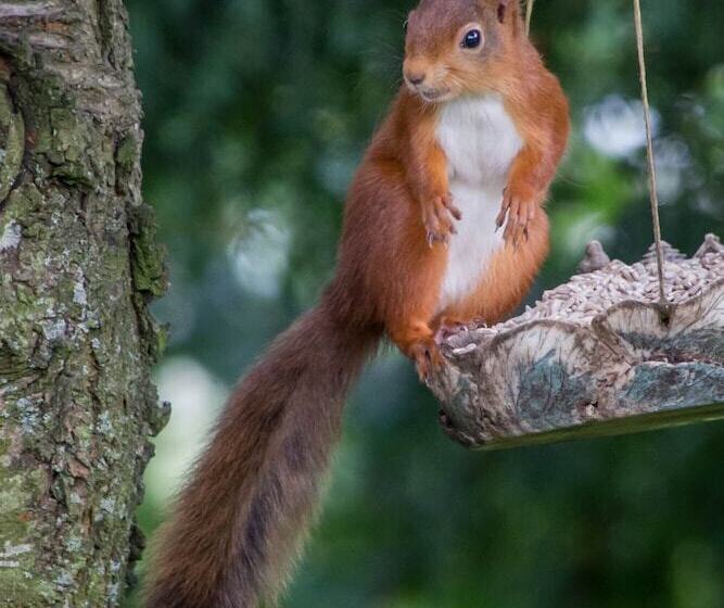 צימר Stafford House Guest House