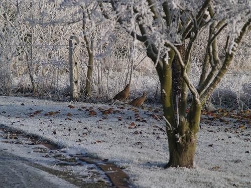 Bed and Breakfast West Ridge