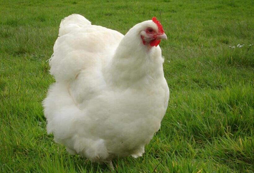 호텔 Leworthy Farmhouse Bed And Breakfast