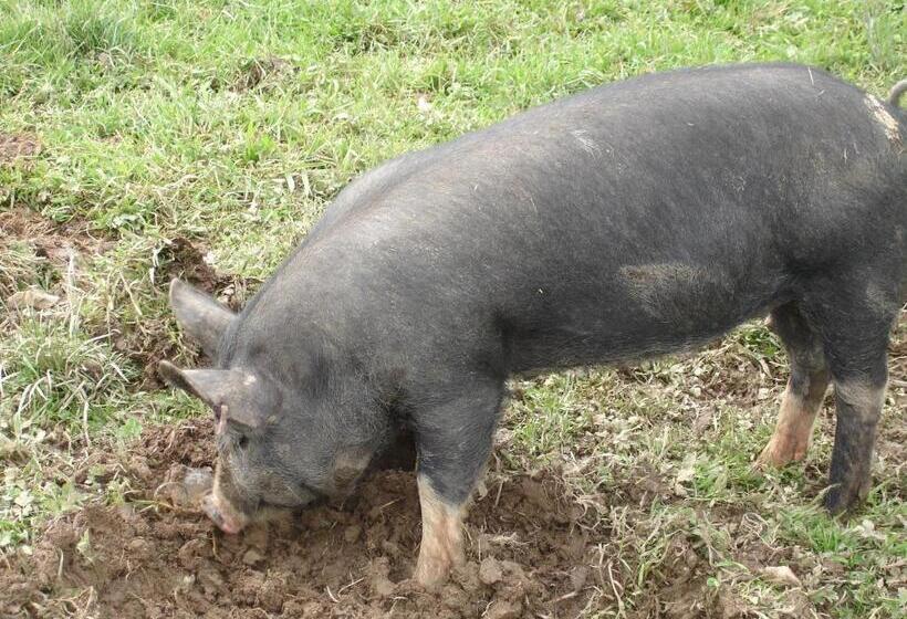 호텔 Leworthy Farmhouse Bed And Breakfast