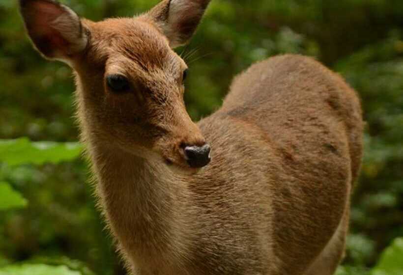Sankara Hotel & Spa Yakushima