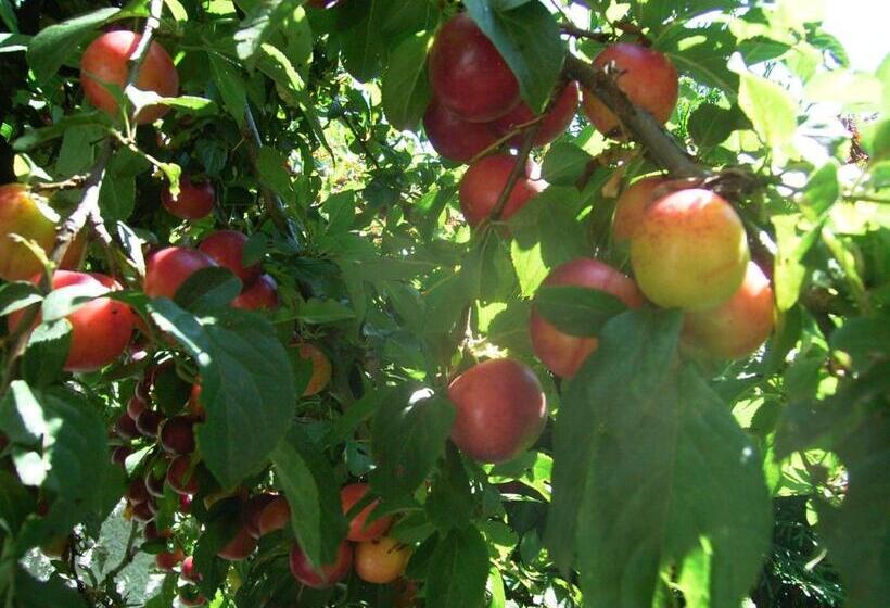 Пансион Guest House Zodiac