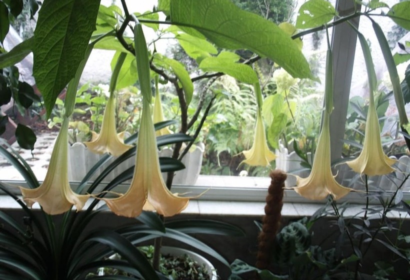 Пансион Guest House Zodiac