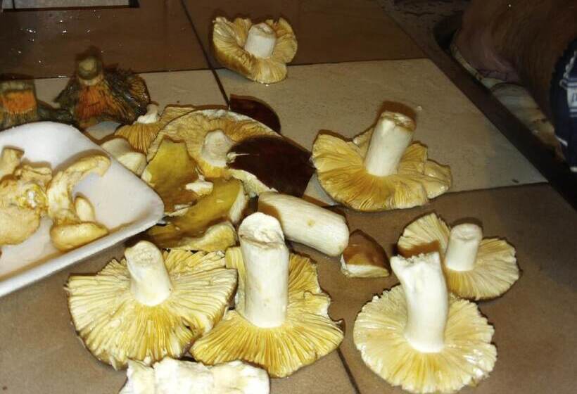 Пансион Guest House Zodiac