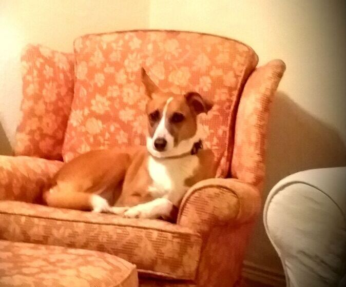 פנסיון The White House Guest House