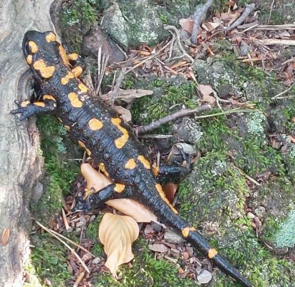 فندق صغير Zajazd Pod Akacjami