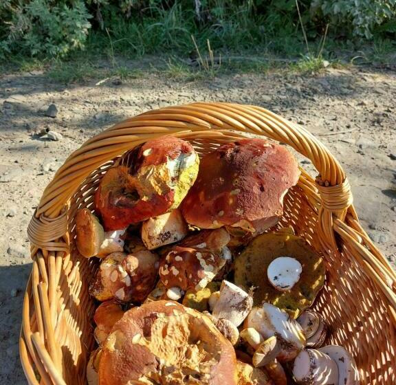 فندق صغير Zajazd Pod Akacjami