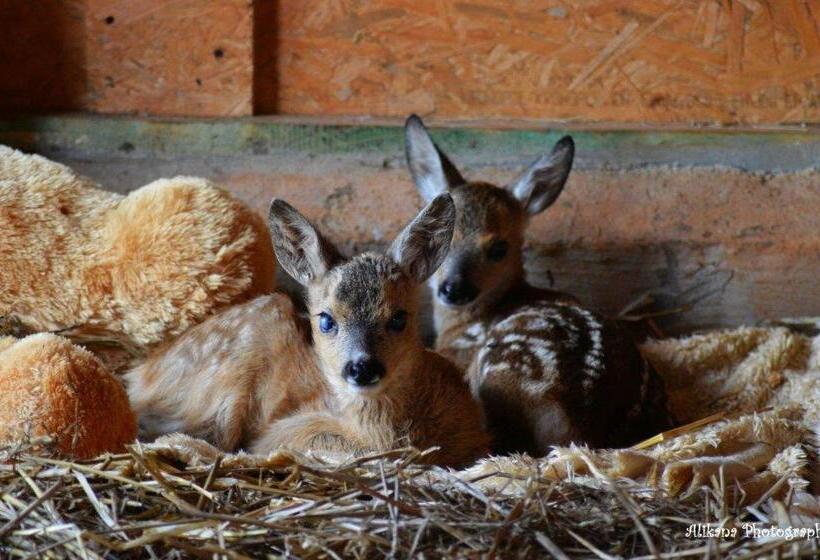 住宿加早餐  Agroturystyka Klekusiowo