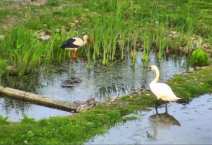 住宿加早餐  Agroturystyka Klekusiowo