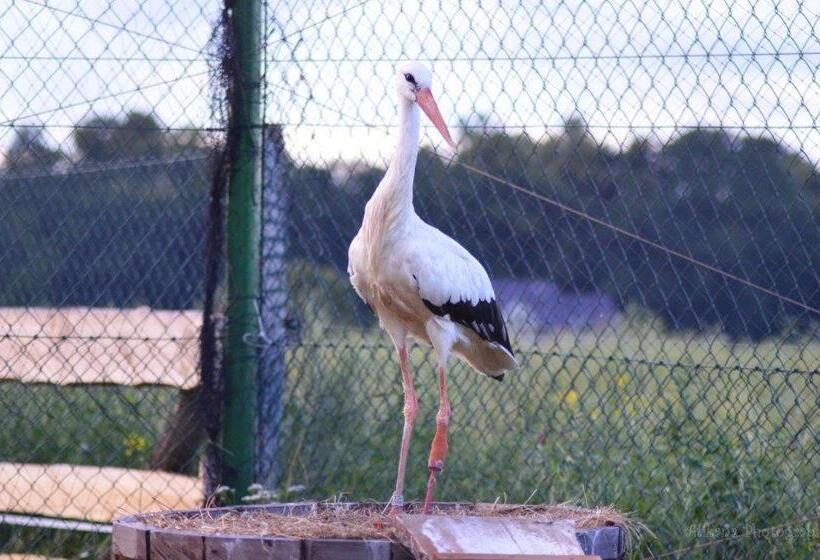 住宿加早餐 Agroturystyka Klekusiowo