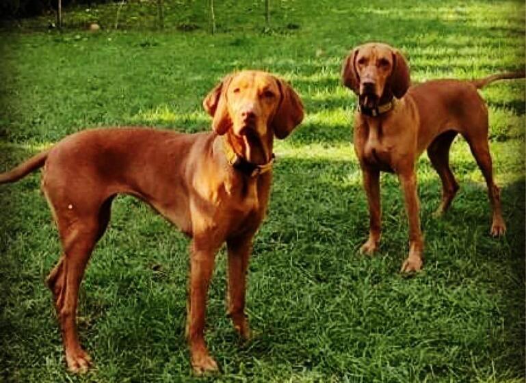 تختخواب و صبحانه Siedem życzeń