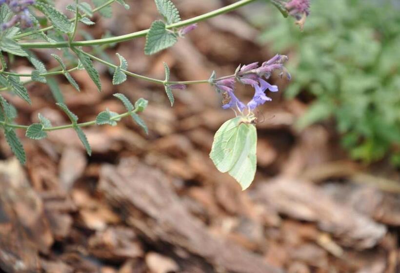 ベッドアンドブレックファースト Tulipanowy Gościniec