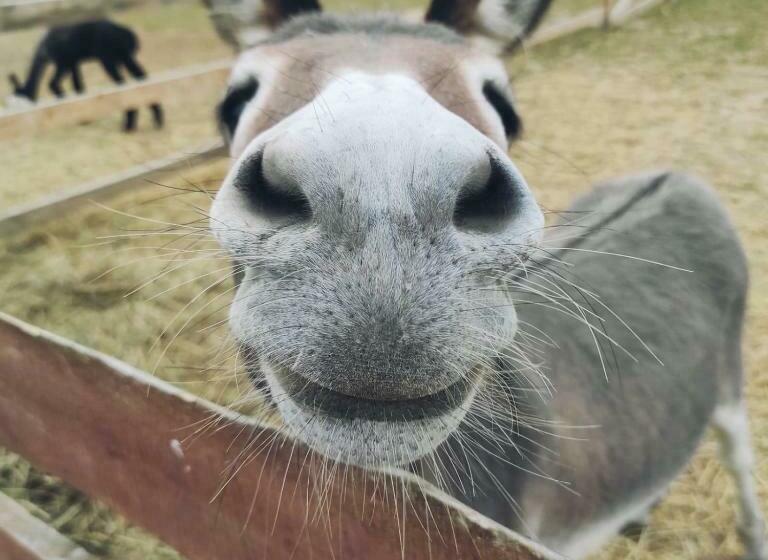 בית מלון כפרי Agroturystyka Nad łąkami