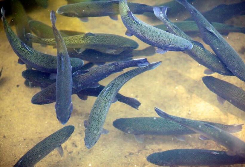 Отель Agroturystyka Pod Pstrągiem