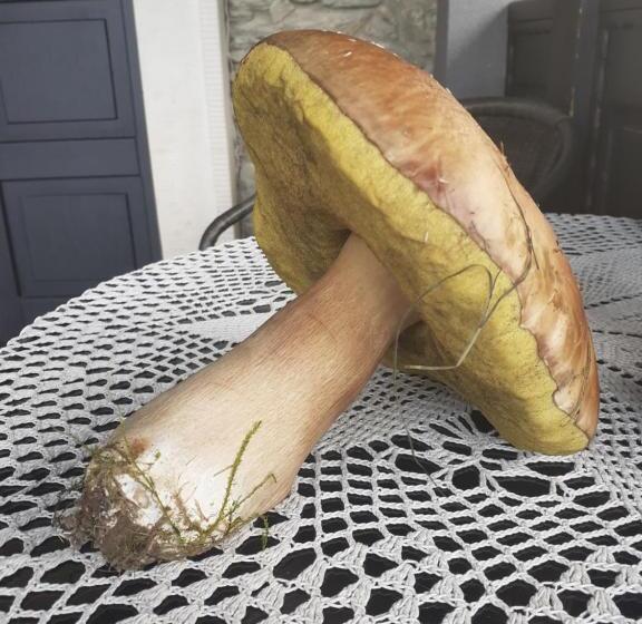 בית מלון כפרי Agroturystyka łysa Góra