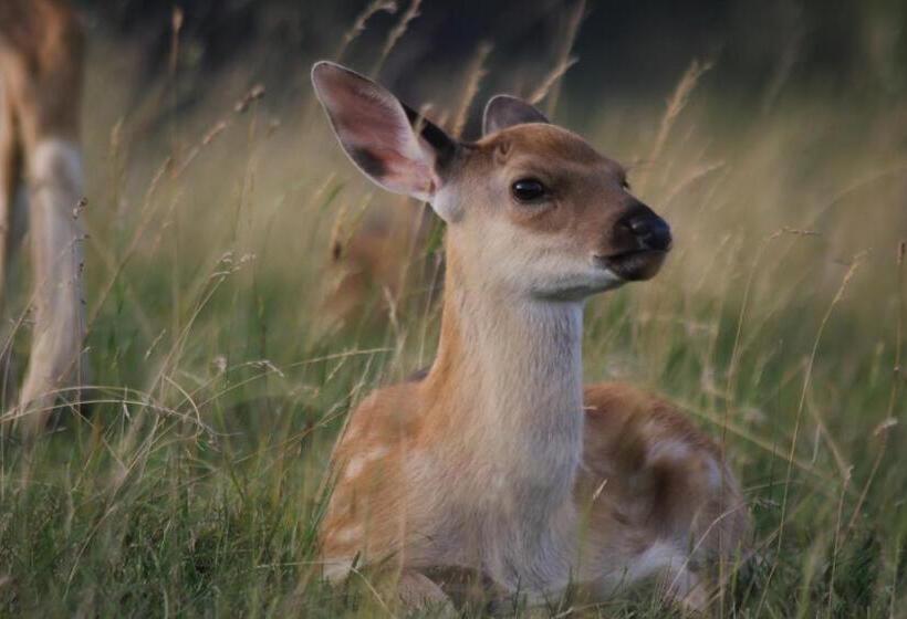 ホテル łapszańska Ostoja