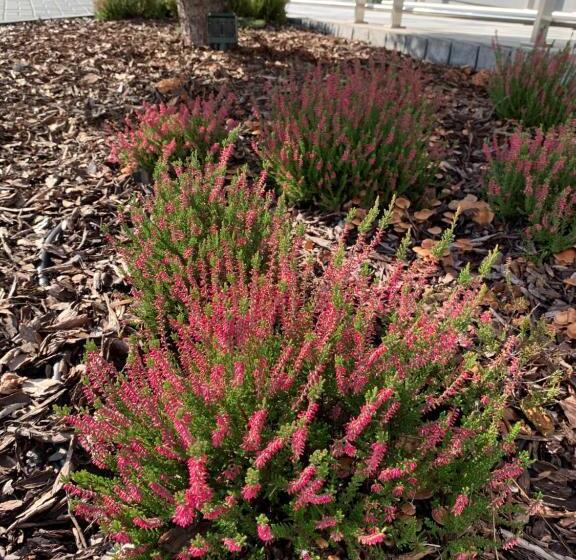 בית מלון כפרי Coliber