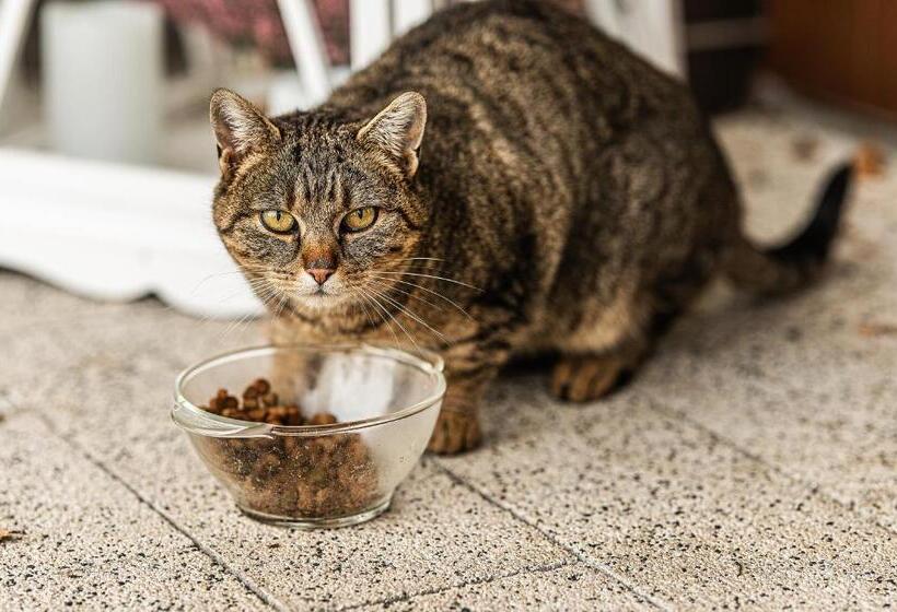 ホテル Modra Sikorka