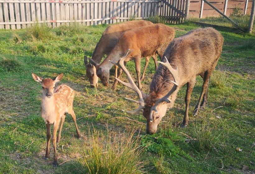 בית מלון כפרי Noclegi święta Katarzyna ,, Pod Jeleniami Prawdziwymi