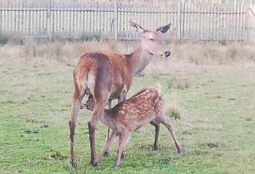 בית מלון כפרי Noclegi święta Katarzyna ,, Pod Jeleniami Prawdziwymi