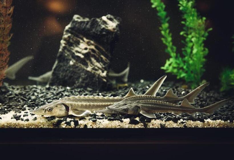 בית מלון כפרי Pod Jesiotrem