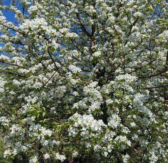 בית מלון כפרי Siedem łanów